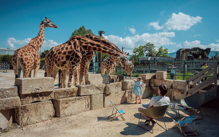 Reka-Giraffenlodge in Knies Kinderzoo, Rapperswil (c) Ivo Scholz